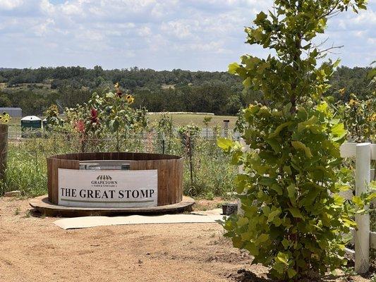 Grape stomp