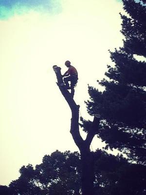 Andy Hammond - Arborist