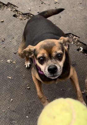 Dottie at doggie daycare ready to play catch.