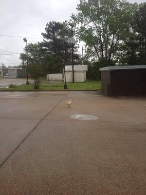 A chicken in the drive thru! Now, that is small town! And there's a whole gang of em to the right of me. Clucking. On the Loose!