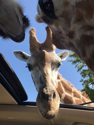 Giraffes and a rhea in the sunroof