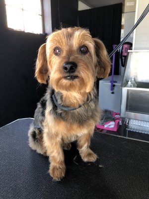 3/4th guard comb and clean face square ears