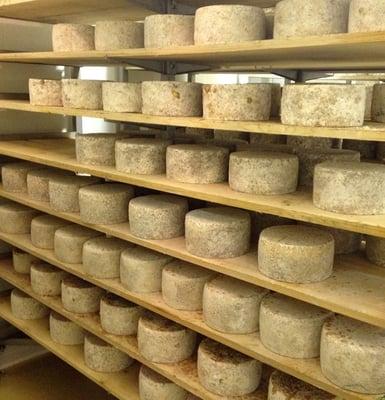 Artisan cheese aging in our state-of-the-art facility.