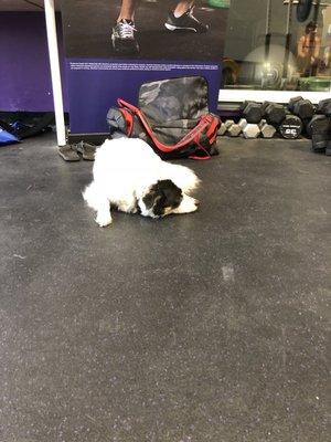 Cute gym dog!