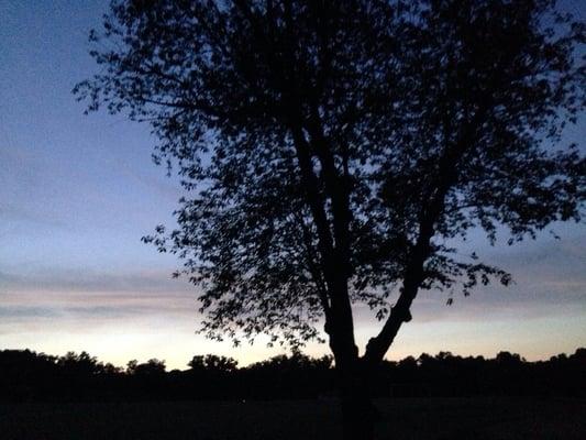 Sunset and tree