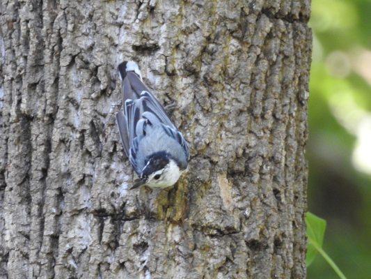 White-breasted Nuthatch