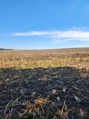 Corn field