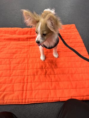 Sammi on her training mat with her tongue out