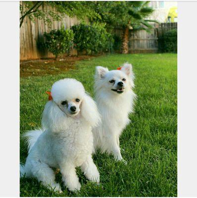 Our poodle with a full groom and pom with a bath and brush!