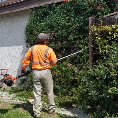 Shrub trimming