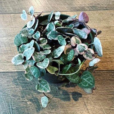 Variegated string of hearts