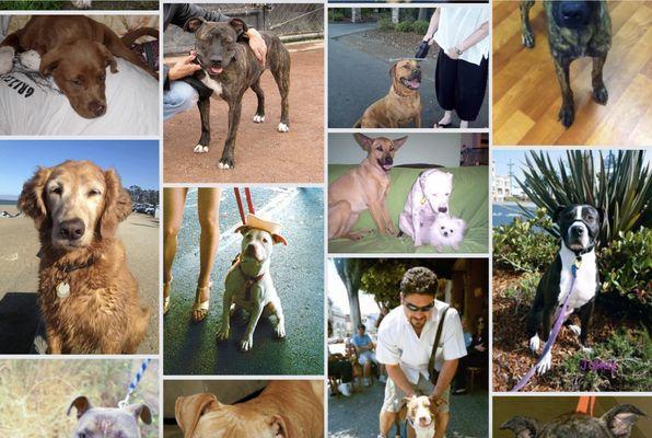 Just a few of the thousands of dogs saved and helped over the years at Reunion Rescue