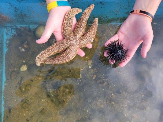 Seastar and urchin