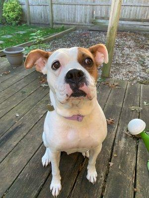 Rosie sitting like a good girl! A command we learned and perfected with the help of Dmitry!