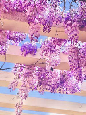 Wisteria