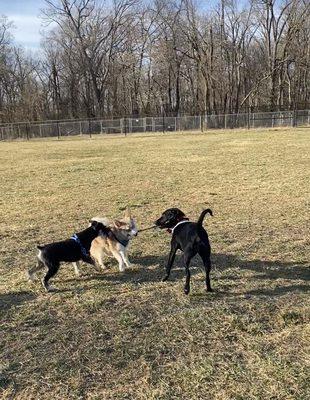 Tug of war!