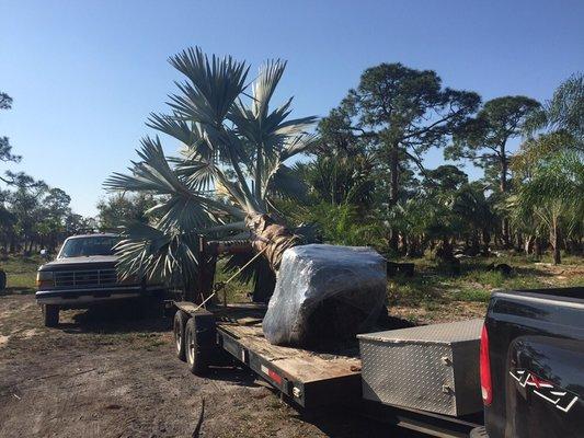 Large Bismarck palm transported