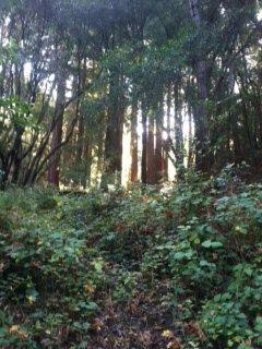 The clinic is in a peaceful redwood setting in Happy Valley, perfect for deep relaxation and replenishment.