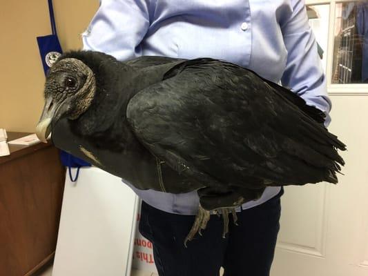 Black vulture that had been struck by a car.