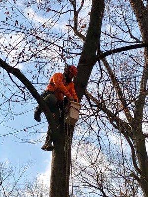 Treemendous tree care