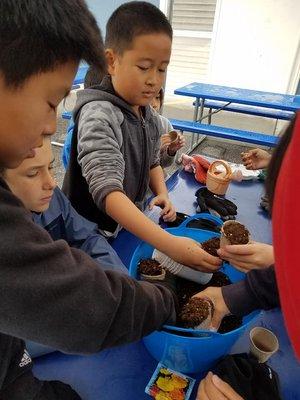 Getting plants ready for the school garden