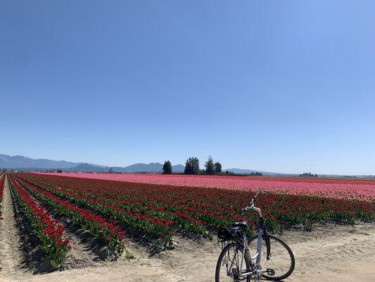 Tulip Country Bike Tours