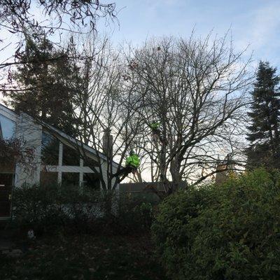 Arborist trimming trees in Tualatin, OR.