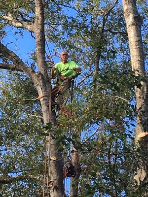 Dathan batie removing a tree in Gainesville fl