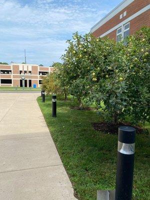 Apple tree in front.