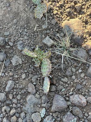 Prickly, pear, cactus