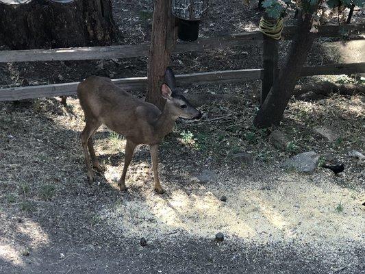 Baby deer