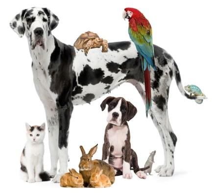 Personalized In Home Pet Care For All Your Animals