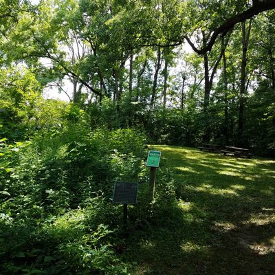 open greenspace in the shade and a habitat garden that can thrive even with so much shade