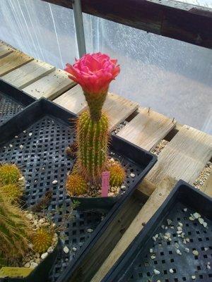 Echinopsis