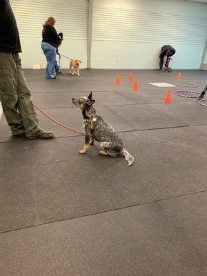 AKC STAR puppy training class.