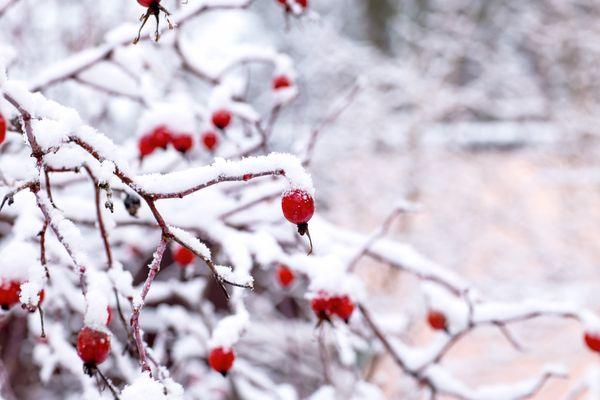 Rosehips in winter