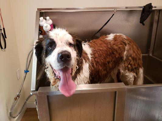 Gronk in the Grooming tub getting bath  Before their road trip. You have in amazing st. Bernard.