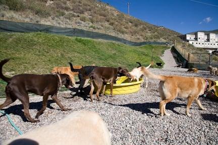 Outdoor 1.5 acre play yard in summer.