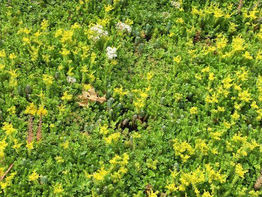 Residential Greenroof with Sedum Plantings. Squirrel Hill