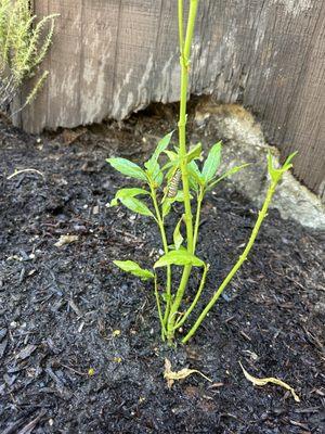 Our little caterpillar friend in our centers garden!