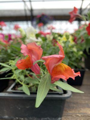 Dwarf Snapdragons.