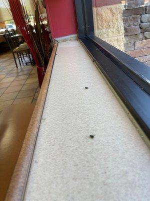 Dead flies everywhere