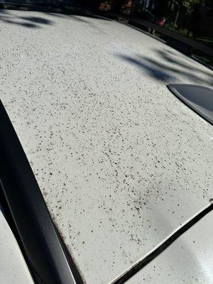 Spots on the roof of my car.   They removed every last one and it was so clean afterwards.