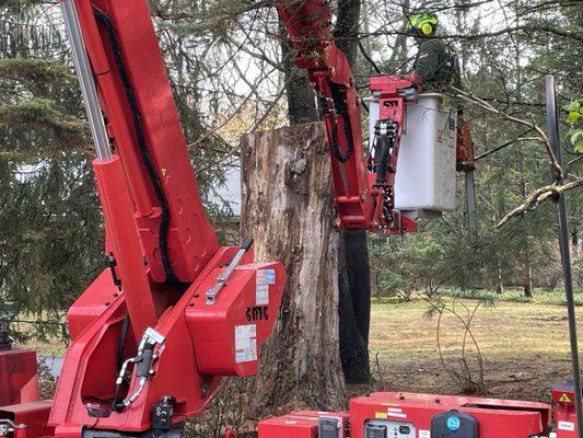 An old American Beech 20' stump.