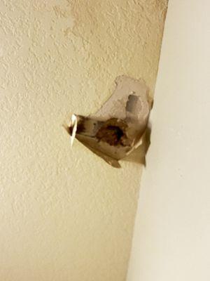 Roof damage, ruined paint, dry wall