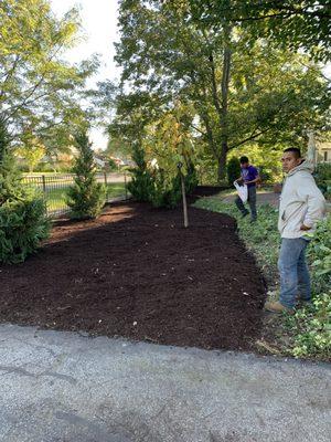 New planted pine and mulched