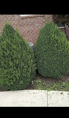 Mini bushes in need of a trim