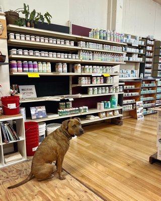 Shop Dog Marco makes occasional guest appearances at Phoenix!