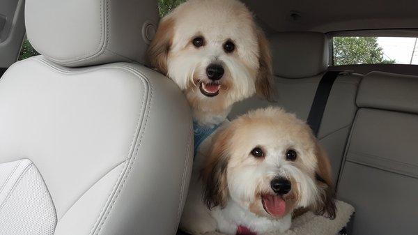 We had such a great day at the doggie spa today!  When do we go back?