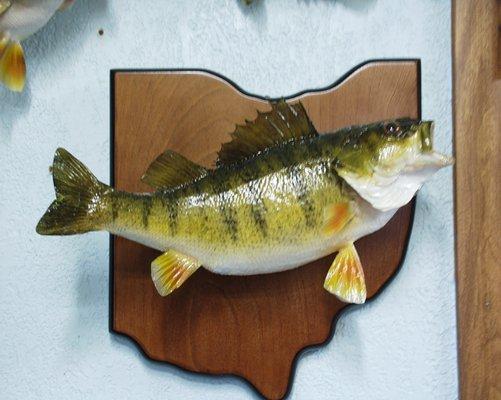 Lake Erie Perch